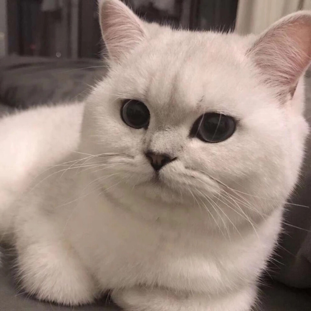 猫咪突然流口水咋办:揭开背后的秘密